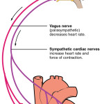 2032_Automatic_Innervation