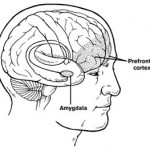 PFC Amygdala